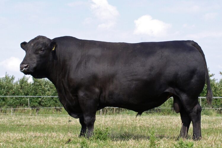 Imported Angus vs. Local Breeds: Which Is Better?