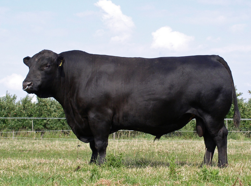 Imported Angus vs. Local Breeds: Which Is Better?