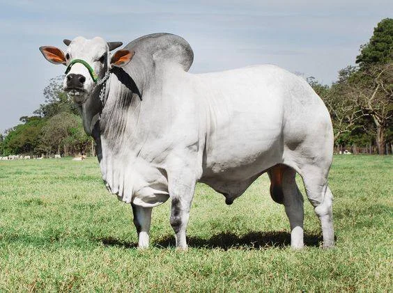 Why Brahman Bulls Are in High Demand in Pakistan