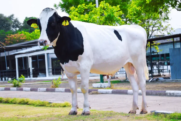 Top Benefits of Investing in High-Quality Breeding Bulls