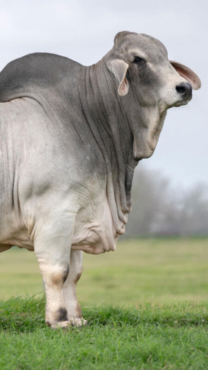 Find <span>Imported 
Animals</span> Around You.