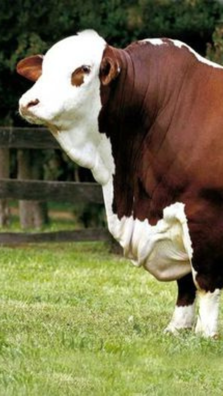 Find <span>Imported 
Animals</span> Around You.