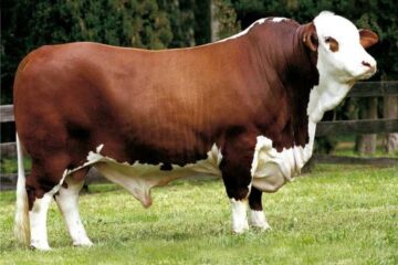 How to Verify the Authenticity of an Imported Bull